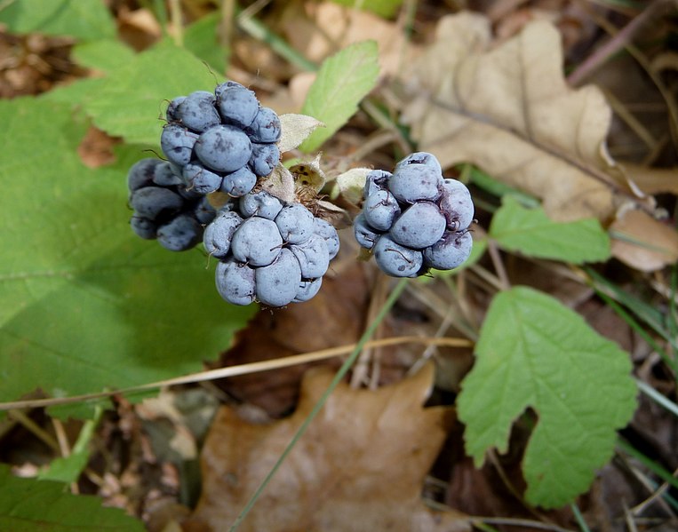 File:Dewberry fruits 2009 G1.jpg