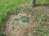 Čeština: Trsy hvozdíku písečného českého (Dianthus arenarius subsp. bohemicus) v národní přírodní památce Kleneč. Okres Litoměřice, Česká republika.