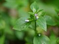 Miniatura para Dicliptera chinensis