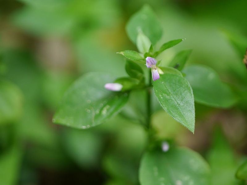 File:Dicliptera chinensis yanbaruhaguro04.jpg