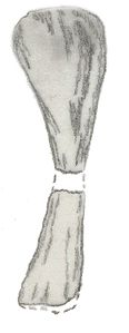 Dinodocus mackesoni humerus.jpg