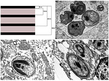 Internal structure of the bacteria using Transmission electron microscopy Diplorickettsia massiliensis Strain 20B bacteria internal structures.jpg