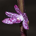 Dipodium punctatum