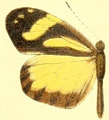 Dismorphia lua female.JPG