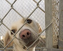 A dog at an animal shelter Dog in animal shelter in Washington, Iowa.jpg