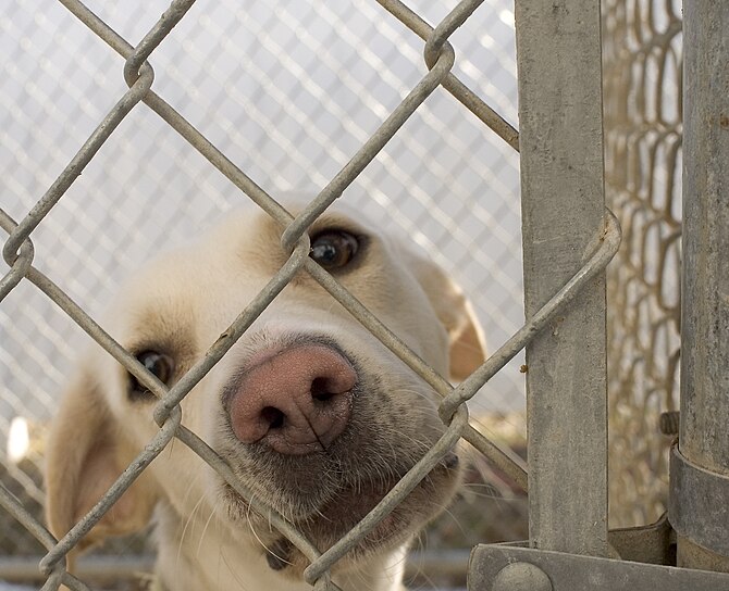 Photo of a dog behind a chain-link fence at th...