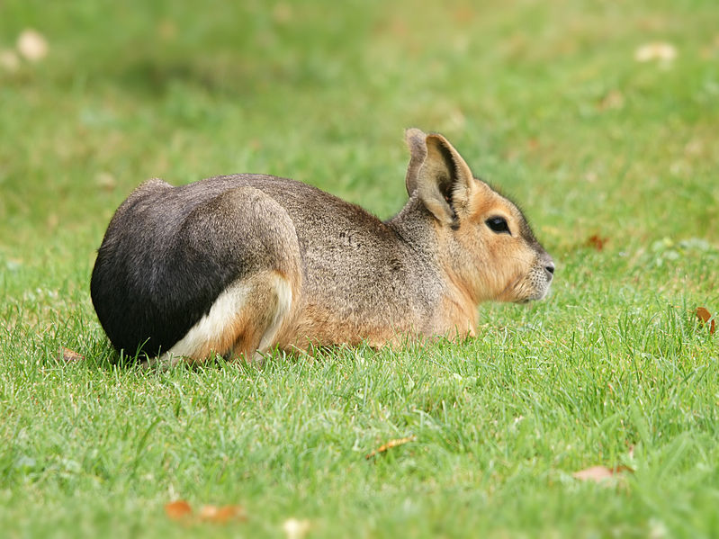 File:Dolichotis patagonum (resting).jpg