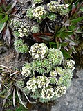 Draba aretioides üçün miniatür