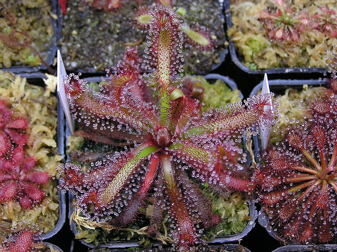 Drosera villosa