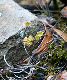 <i>Drosera huegelii</i> Species of carnivorous plant