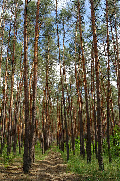 File:Dubiivka Pines.JPG