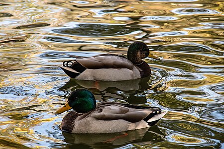 Ducks on reflecting water