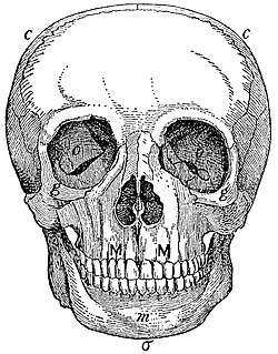 EB1911 Skull - norma facialis.jpg