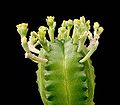 Miniatura para Euphorbia juglans