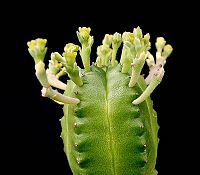 Euphorbia juglans