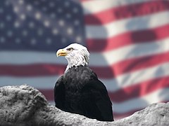 Águila calva con la bandera estadounidense
