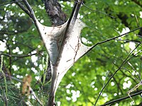 East tent caterpillar tent.jpg