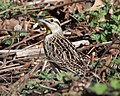 Thumbnail for File:Eastern meadowlark in CP (65927).jpg