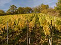 * Nomination Vineyard near Ebelsbach-Eltmann in Lower Franconia in the district of Haßberge --Ermell 08:07, 3 January 2020 (UTC) * Promotion  Support Good quality. --Podzemnik 00:43, 4 January 2020 (UTC)