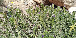 <i>Echium arenarium</i> Species of plant