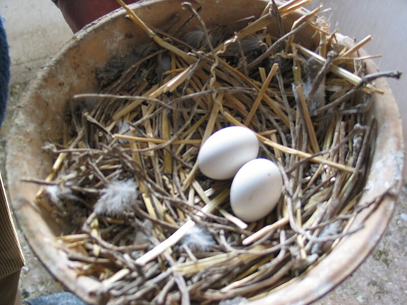 File:Eggs of homing pigeon.JPG