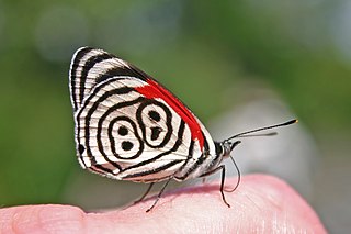 <i>Diaethria</i> Genus of brush-footed butterflies