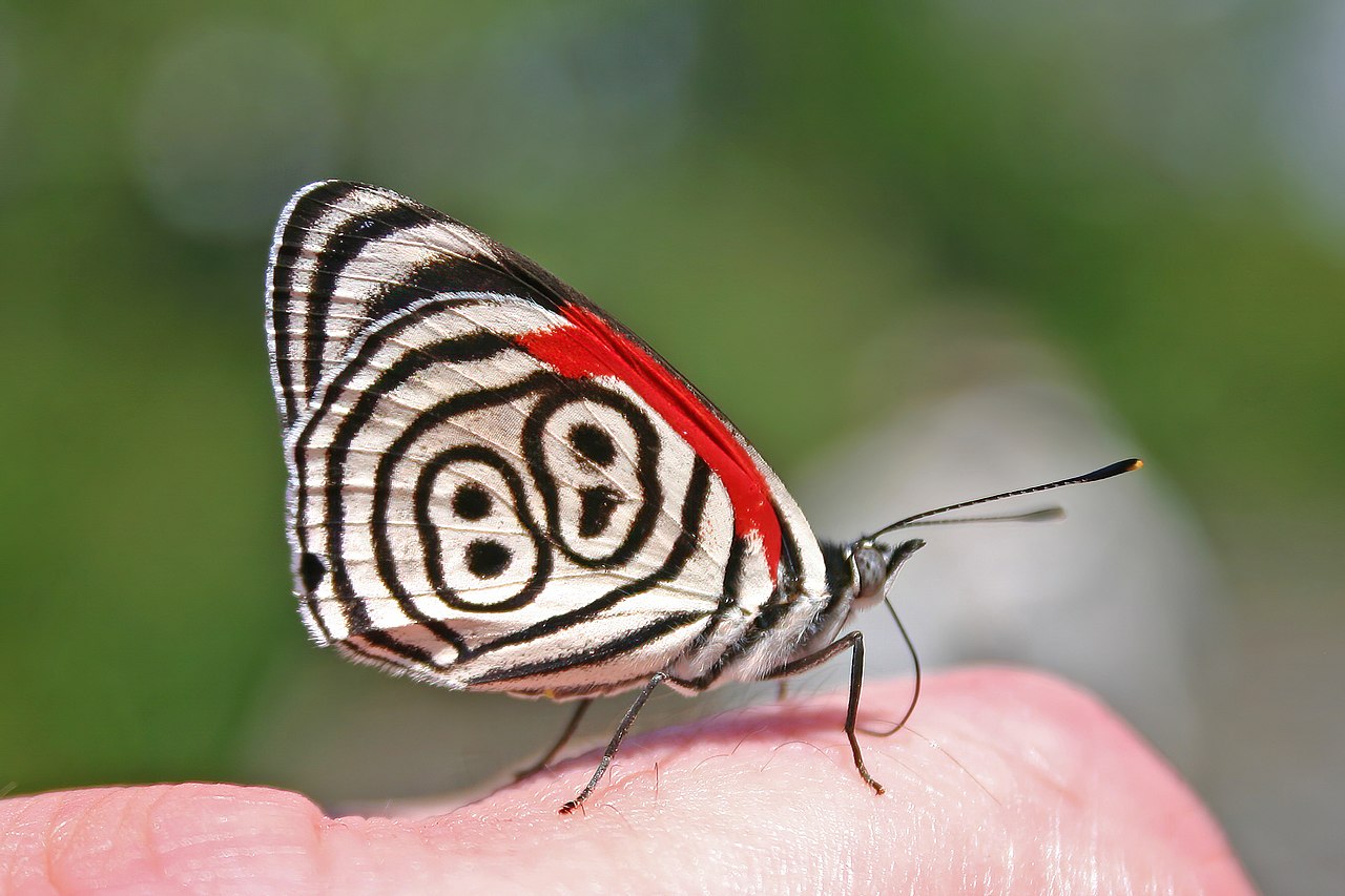 File:Eighty-eight Butterfly (Diaethria anna).JPG - 维基百科，自由