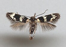 Elachista gleichenella1.jpg 