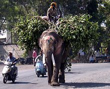 Working elephant as transport Elefant pune.jpg