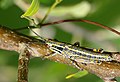 Elegant Grasshopper (Zonocerus elegans) nymph ... (46571453532).jpg