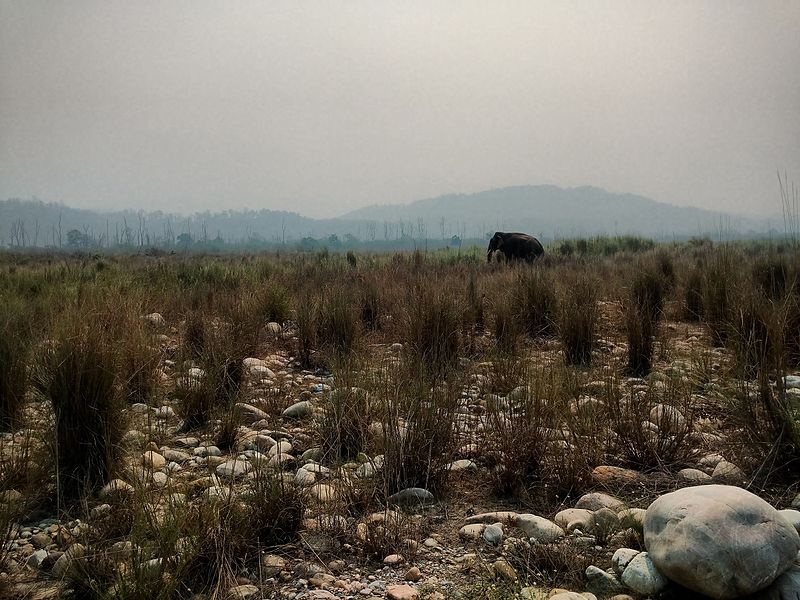 File:Elephant jim corbett park.jpg