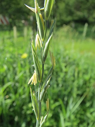 <i>Elymus trachycaulus</i> Species of flowering plant