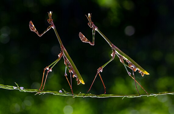 Just one of the thousands of species of praying mantis, Empusa Pennata User:Mkrc85