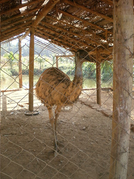 File:Emu bird.JPG