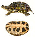 Thumbnail for List of reptiles of Minnesota