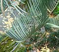 Encephalartos eugene-maraisii 2.jpg