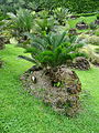 Encephalartos longifolius, Parque Terra Nostra, Furnas, Azoren