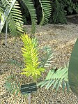 Encephalartos Natalensis