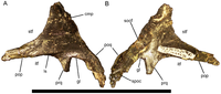 Squamosal of Eolambia.Left squamosal CEUM 35452 (Eo2) in (A) dorsolateral and (B) ventromedial views. Abbreviations: cmp, caudomedial process; gl, glenoid fossa; itf, infratemporal fenestra; ls, lateral shelf; pop, postorbital process; poq, postquadrate process; prq, prequadrate process; socf, supraoccipital facet; spoc, suture for paroccipital process; stf, supratemporal fenestra. Scale bar equals 10 cm.