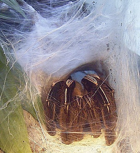 Ephebopus murinus