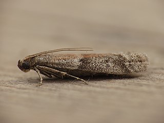 <i>Ephestia unicolorella</i> Species of moth
