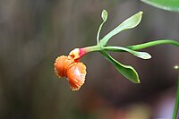 Epidendrum pseudepidendrum