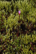 Epilobium anagallidifolium (pimpernel willowherb)