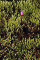 Arvadúnurt (Epilobium anagallidifolium)