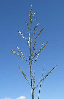 <i>Eragrostis mexicana</i> Species of grass
