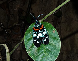 <i>Erasmia pulchella</i> Species of moth