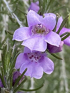 <i>Eremophila microtheca</i>