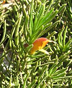 Eremophila subteretifolia