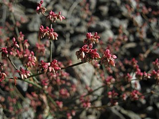 <i>Eriogonum hoffmannii</i> Species of wild buckwheat