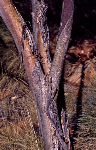 bark Eucalyptus gillenii bark.jpg